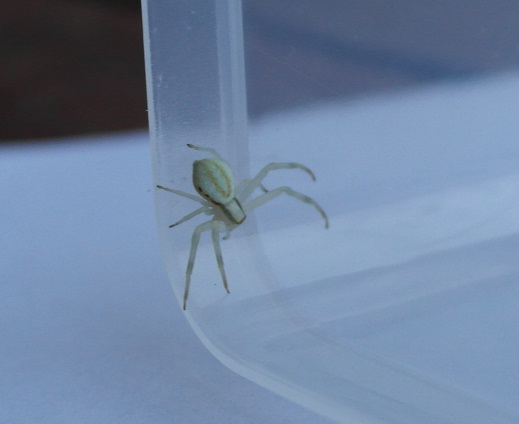 Misumena vatia - Bergamo (BG)